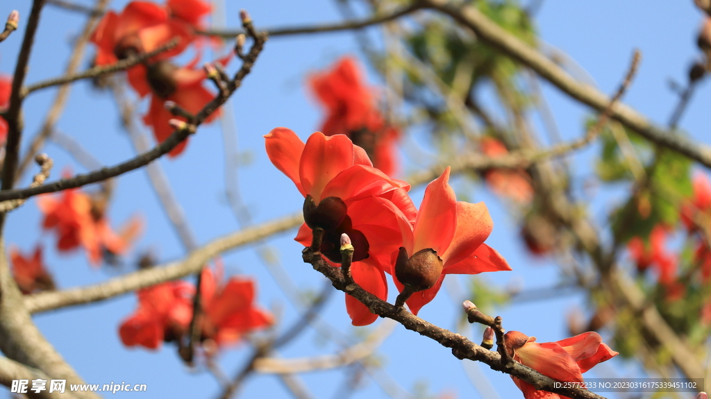 木棉花