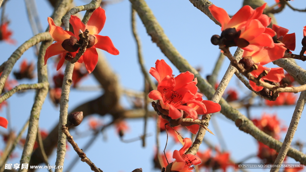 木棉花