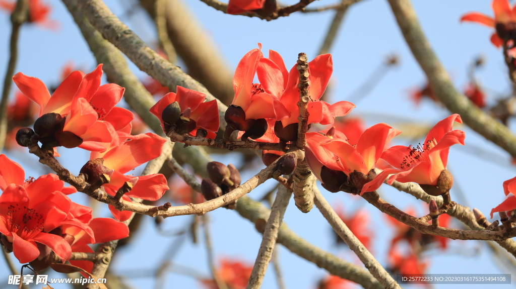 木棉花