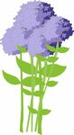 紫色绣球花