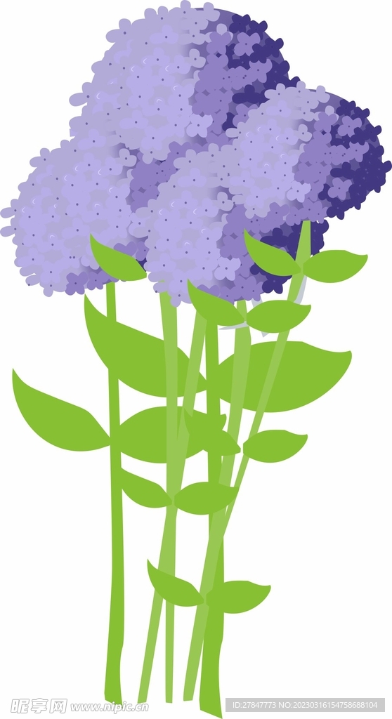 紫色绣球花