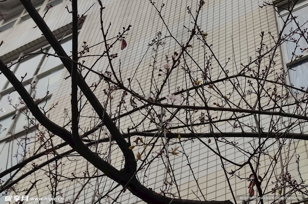 树上的李花