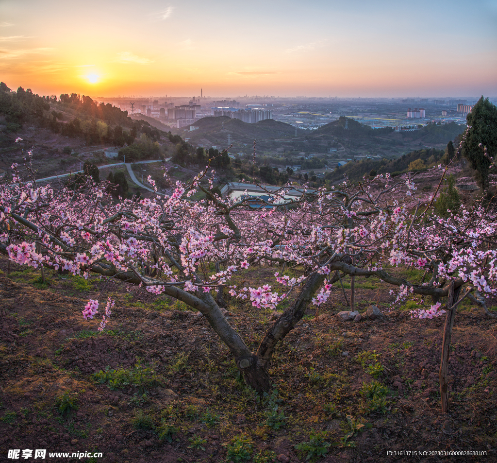 四川成都龙泉山夕阳中的桃花