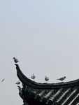 红嘴鸥