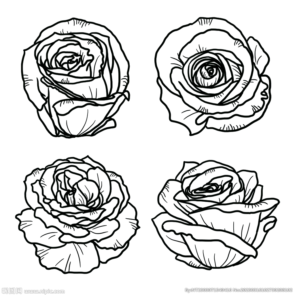 玫瑰花朵线稿手绘