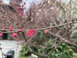 梅花