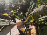 蜗牛的世界