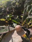 蜗牛的世界