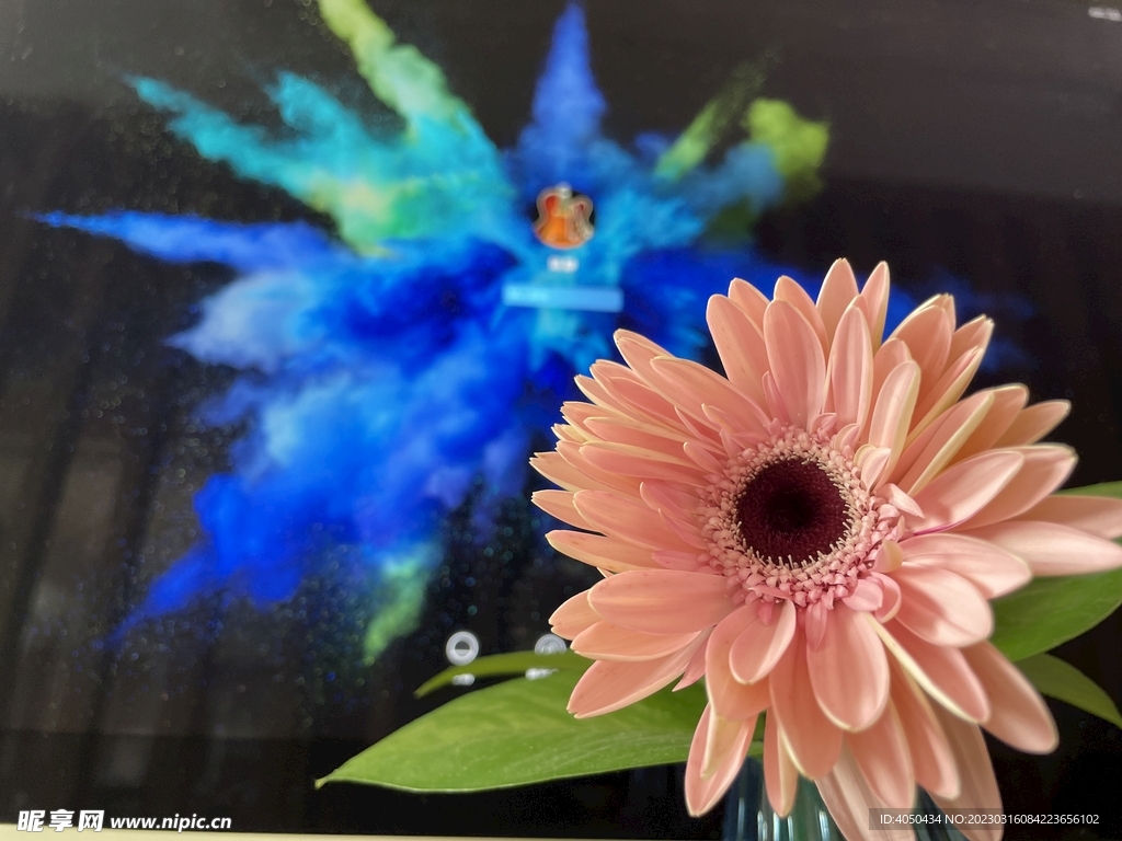 雏菊小花