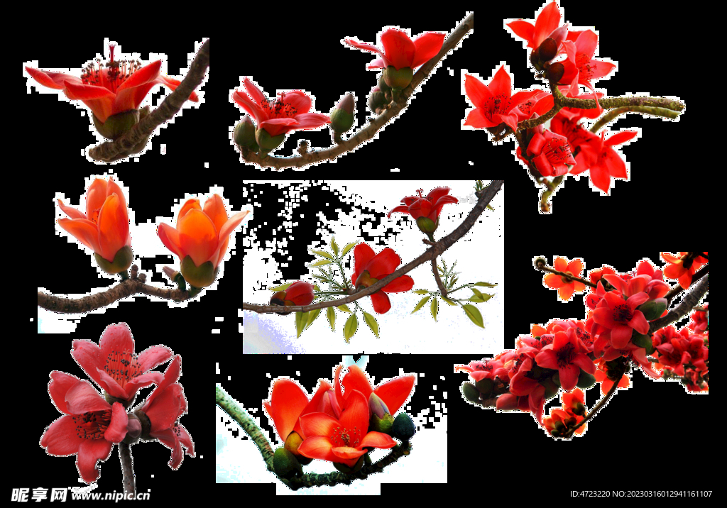 木棉花