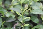 茶树