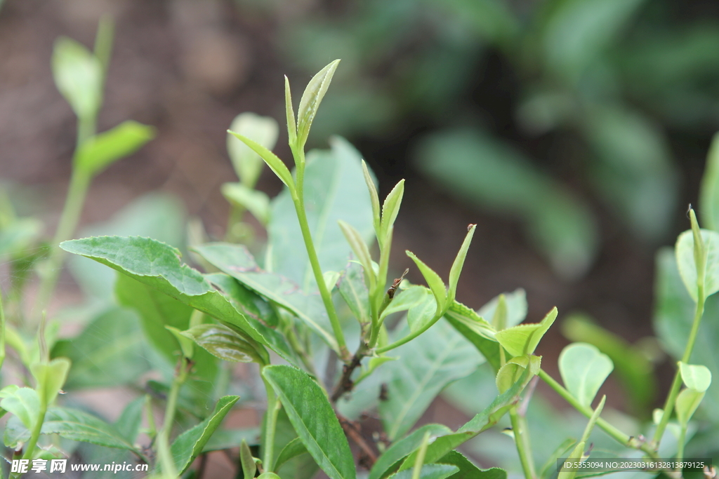 茶树