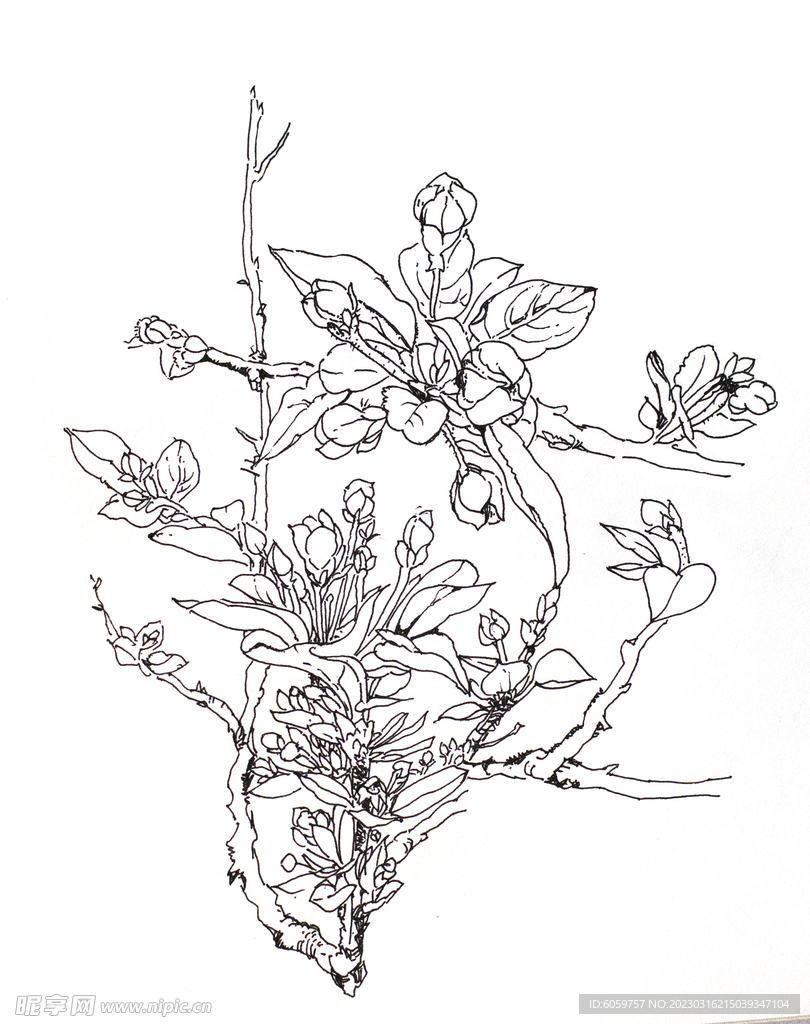 线描花卉玉兰