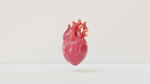 3D心脏器官