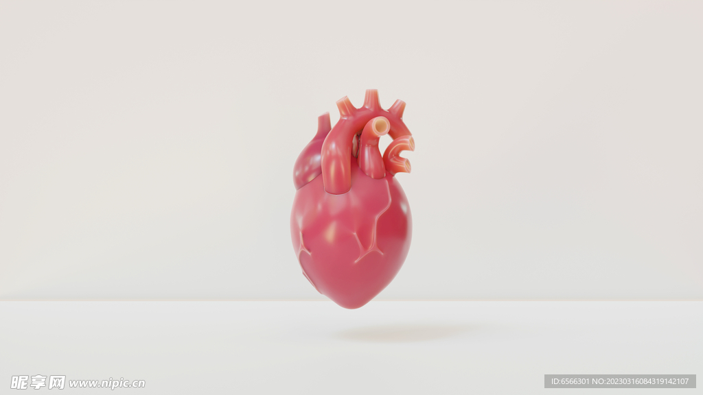 3D心脏器官