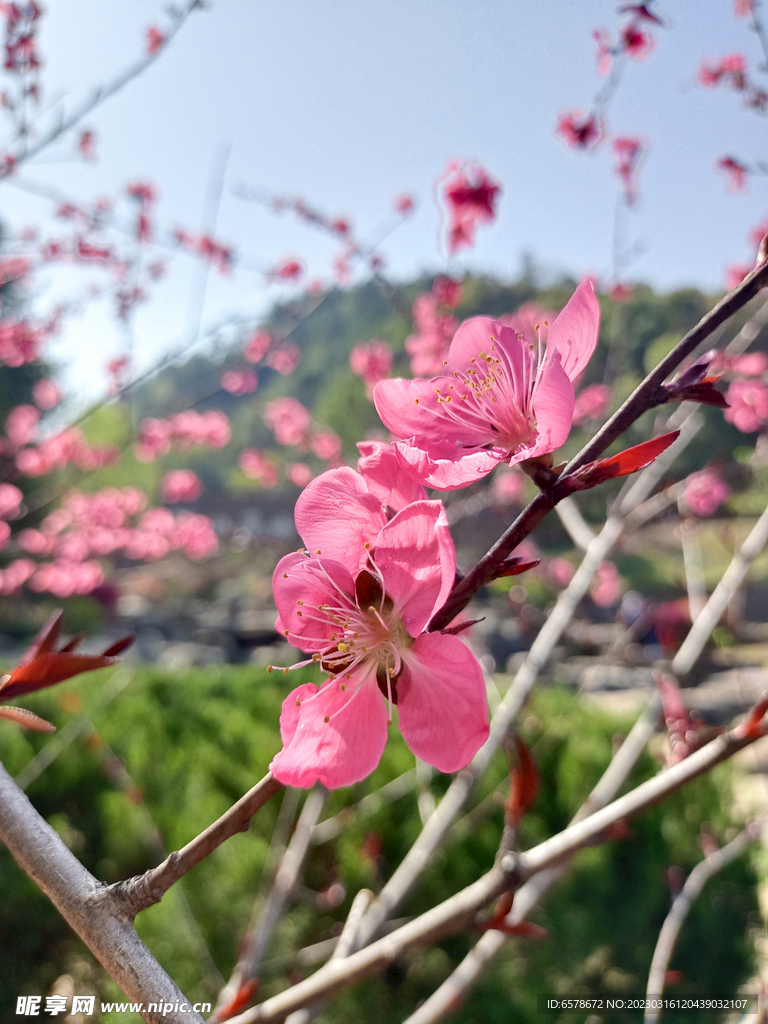 桃花