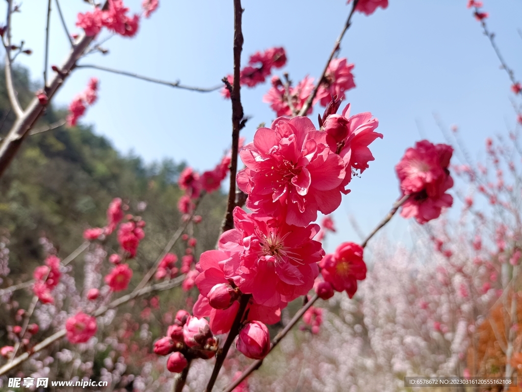 桃花