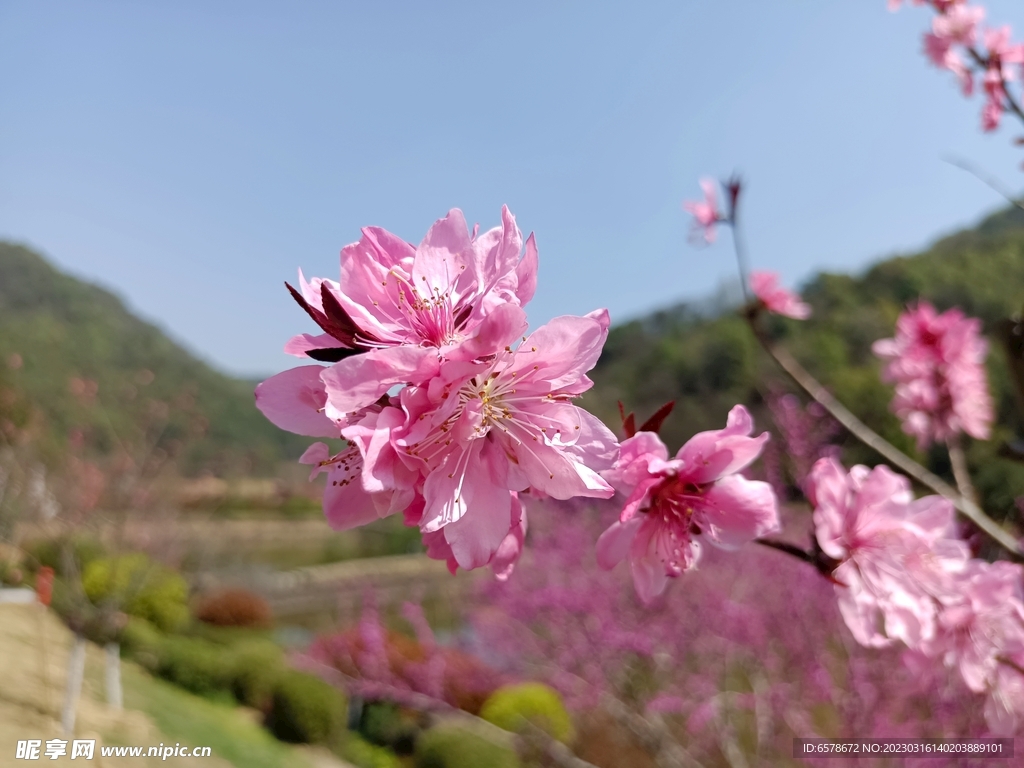 桃花