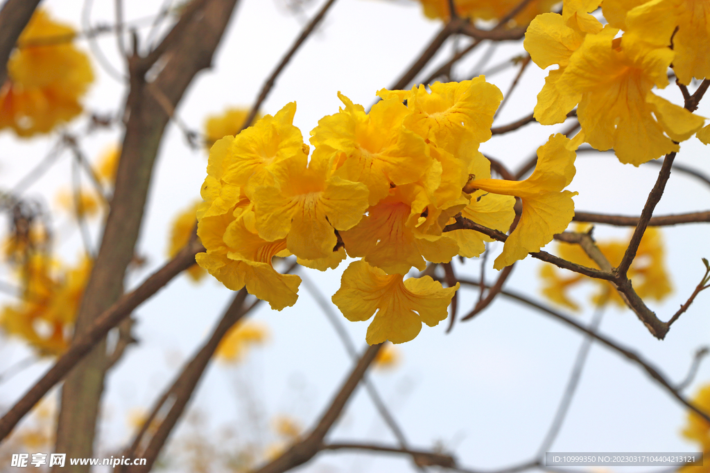 风铃花