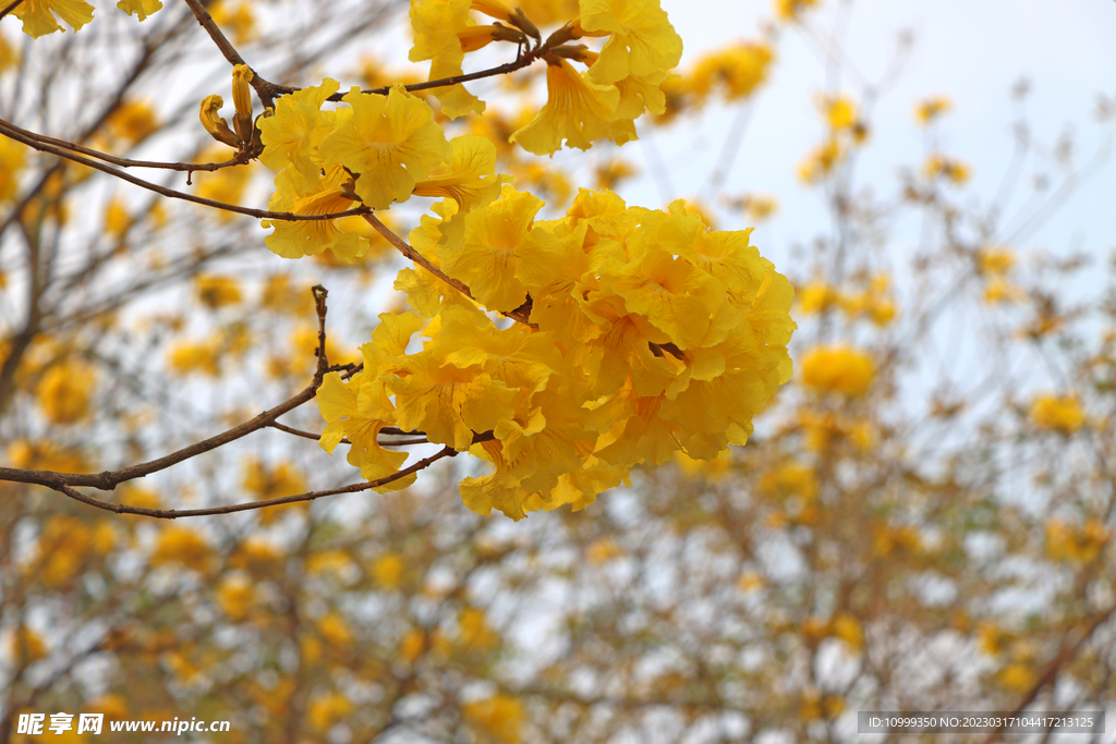 风铃花