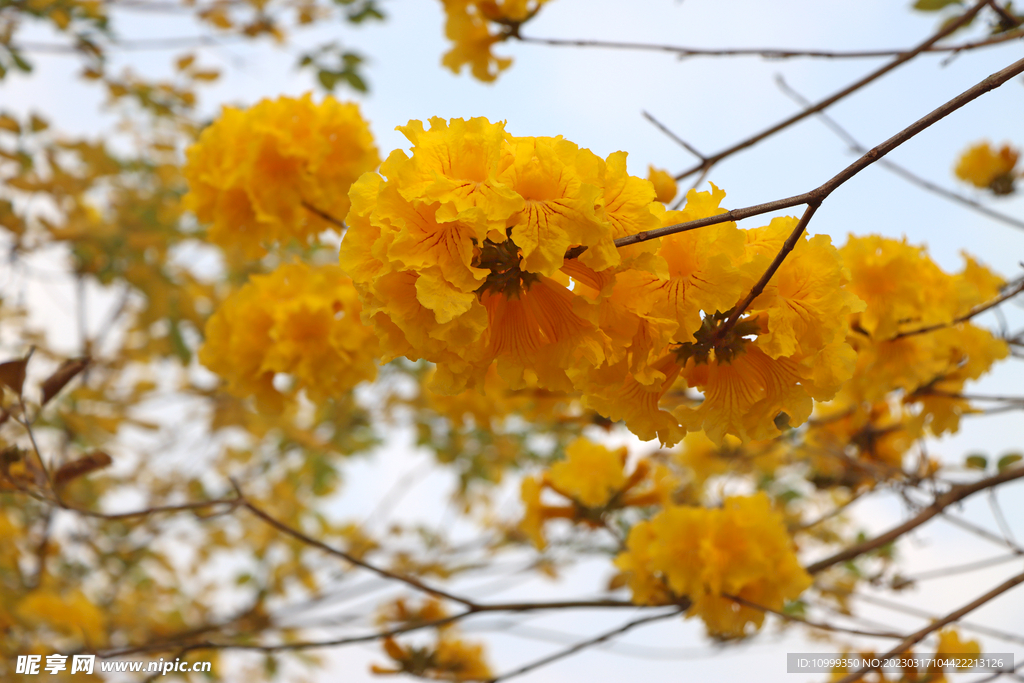 风铃花