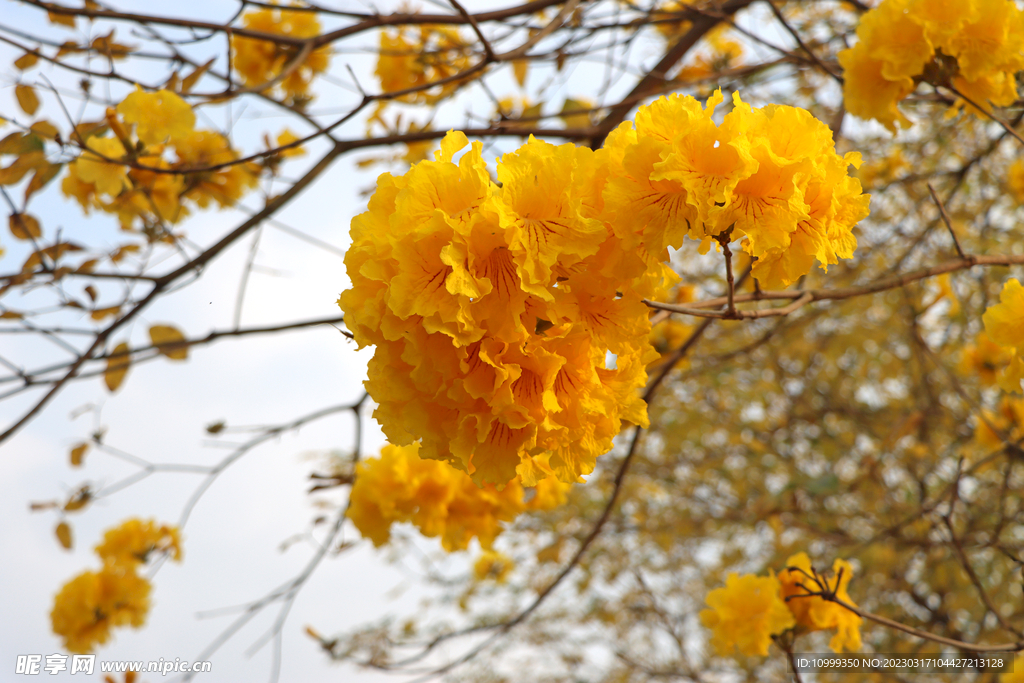 风铃花