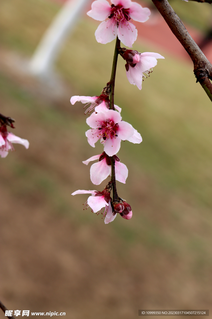 桃花