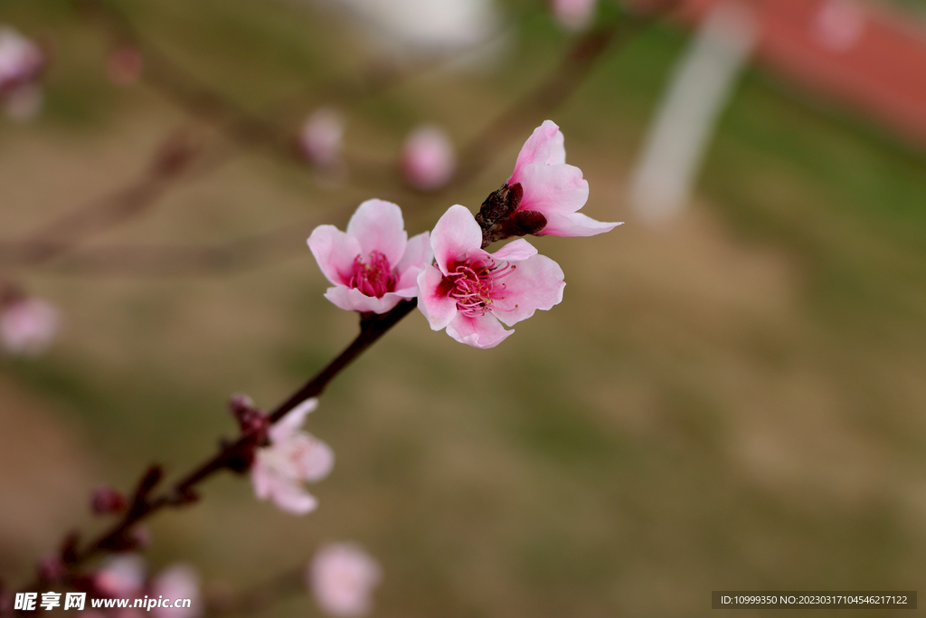 桃花
