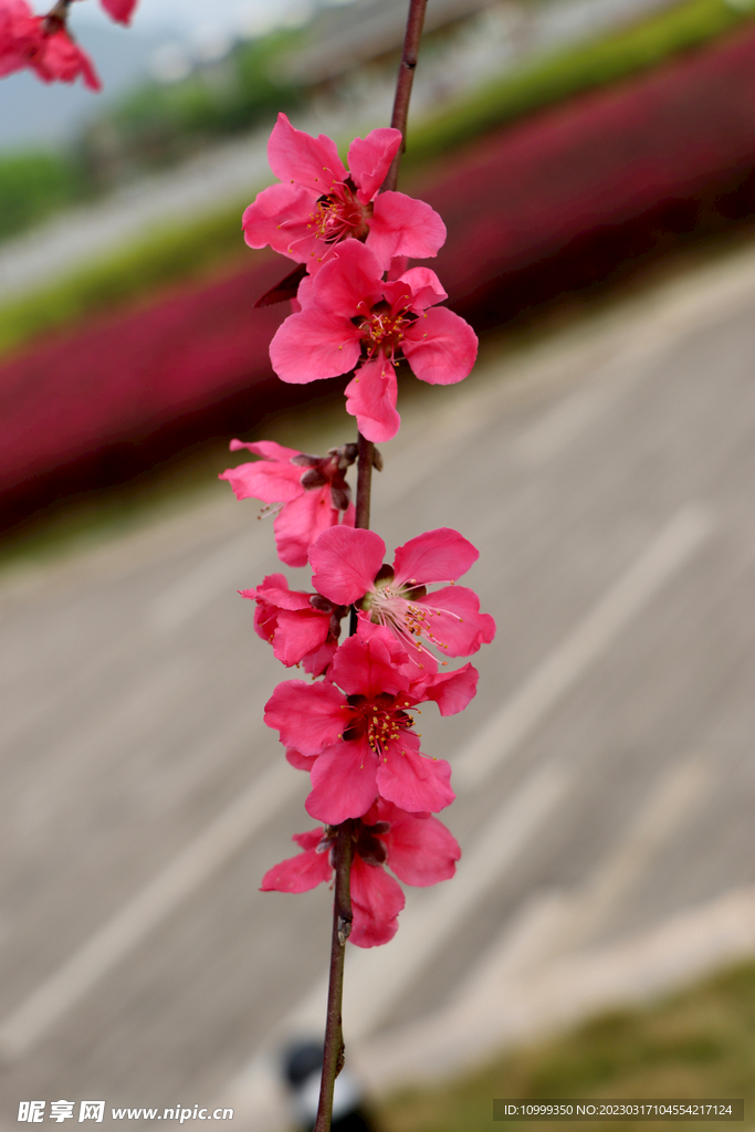 桃花