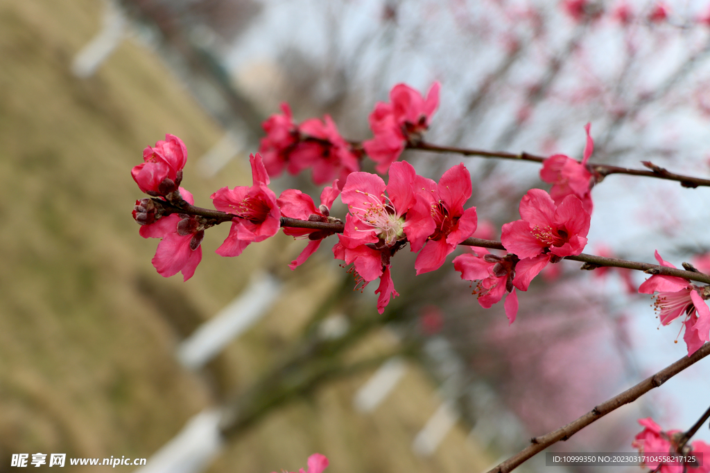 桃花