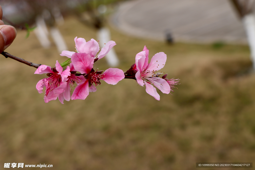 桃花