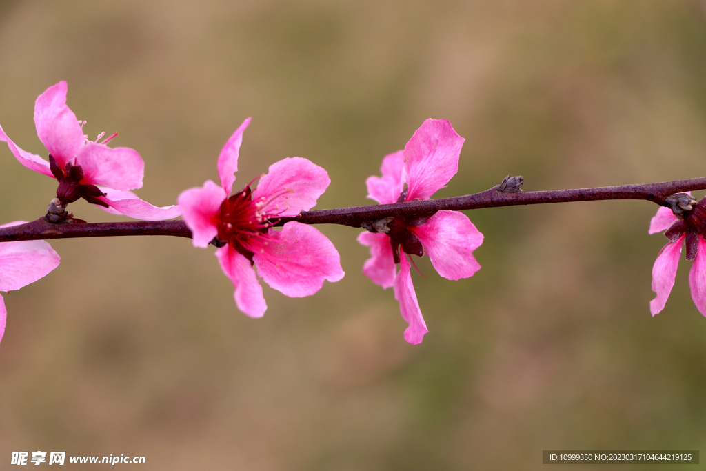 桃花
