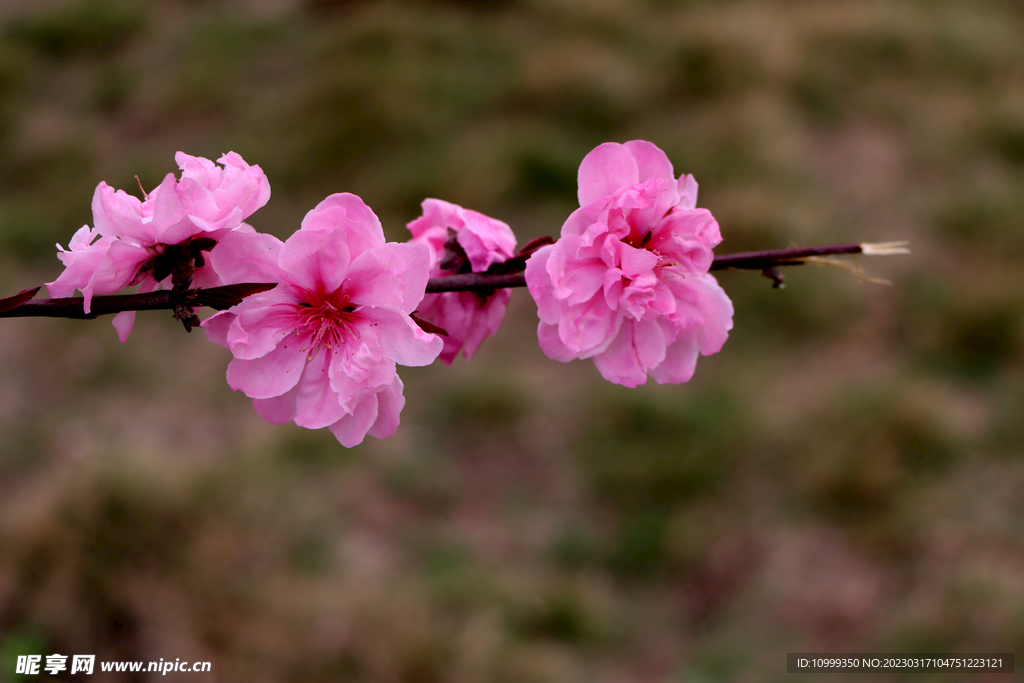 桃花