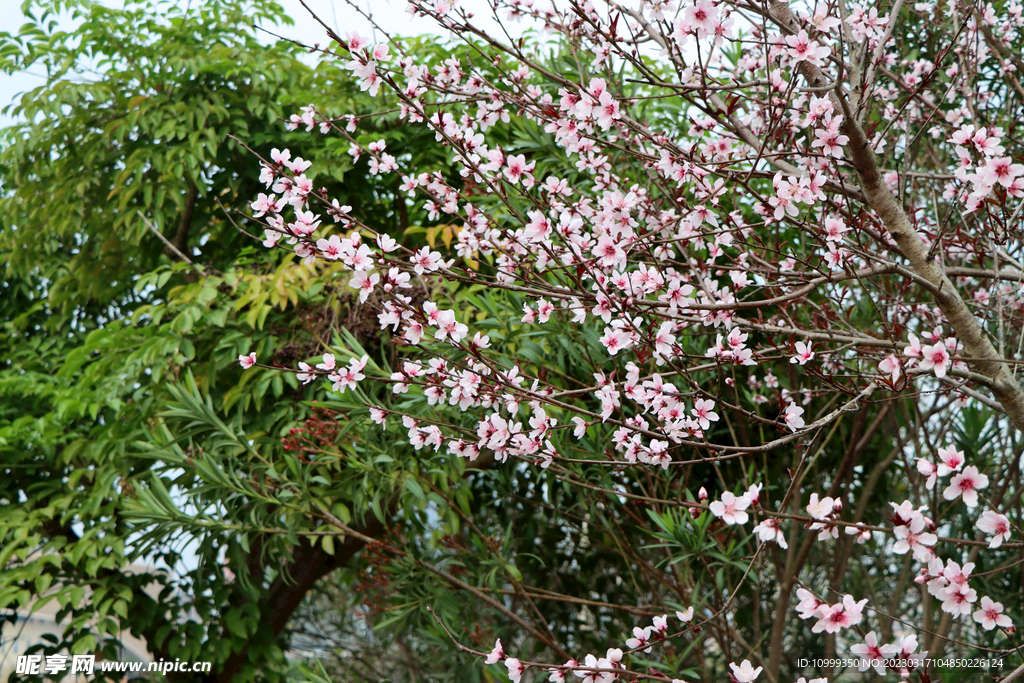 桃花盛开