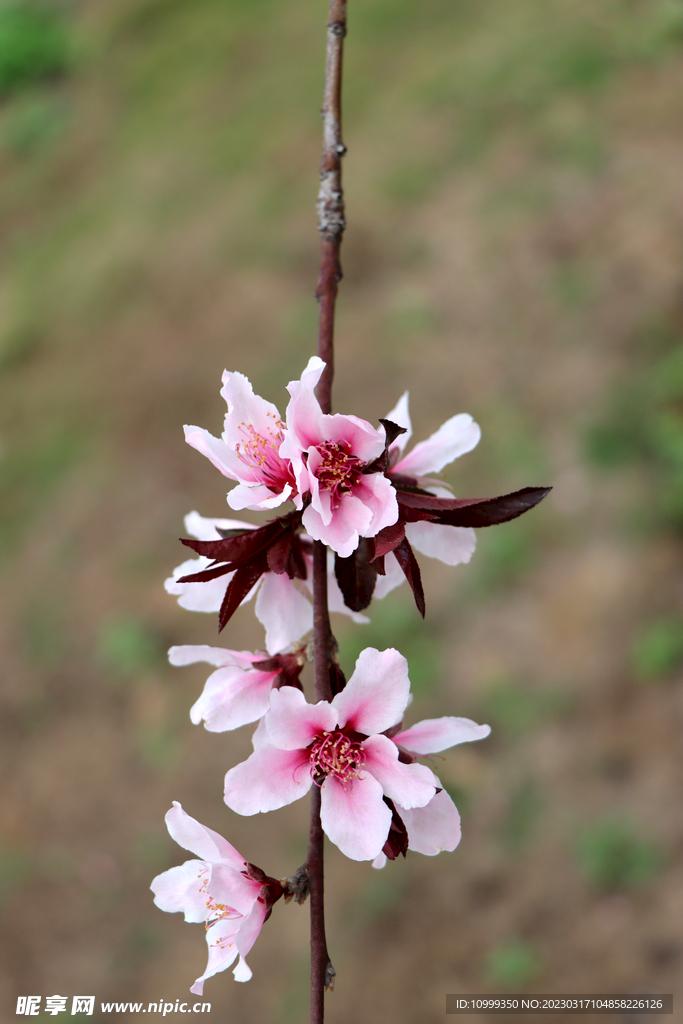 桃花