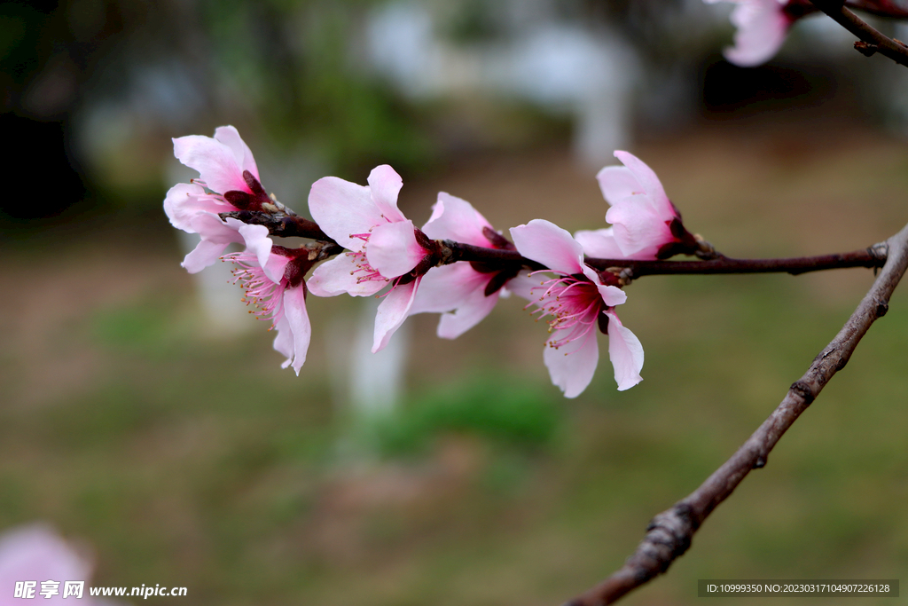 桃花