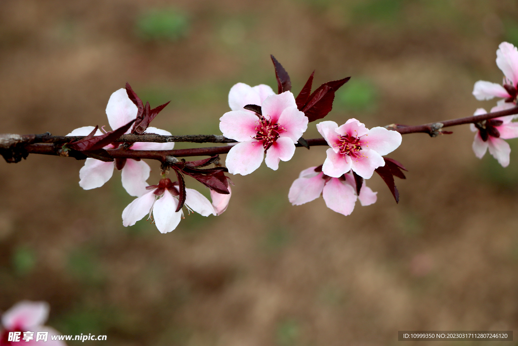 桃花
