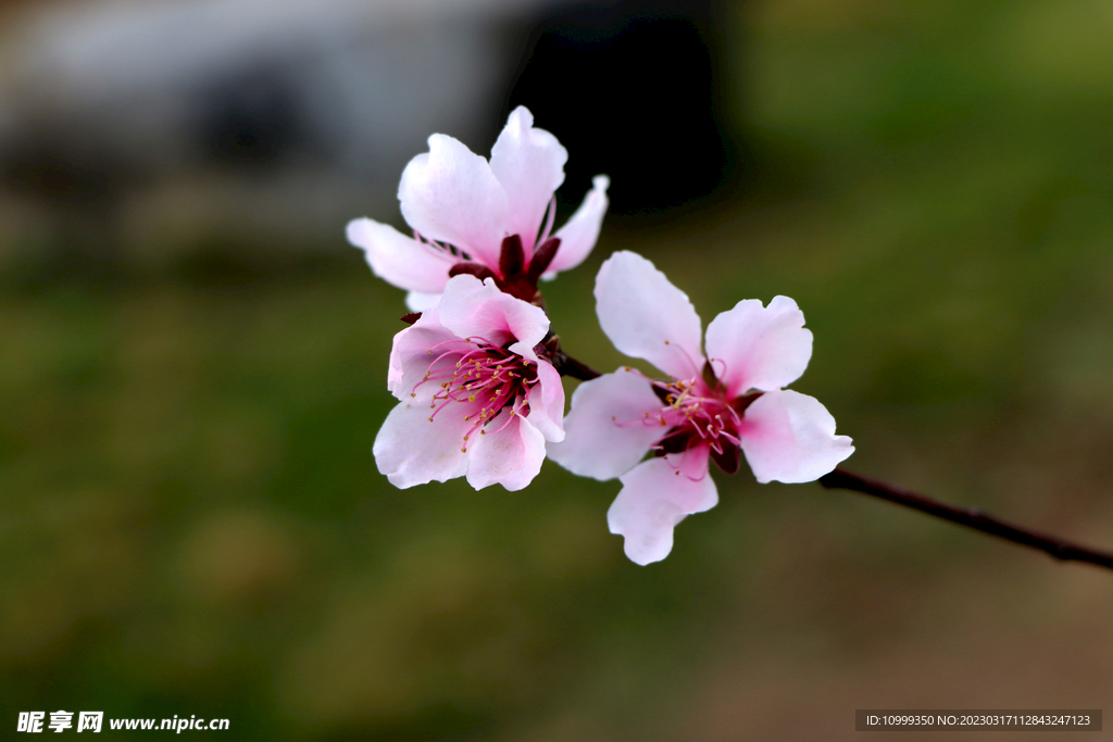 桃花