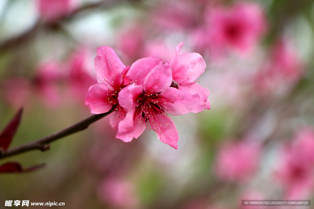 桃花