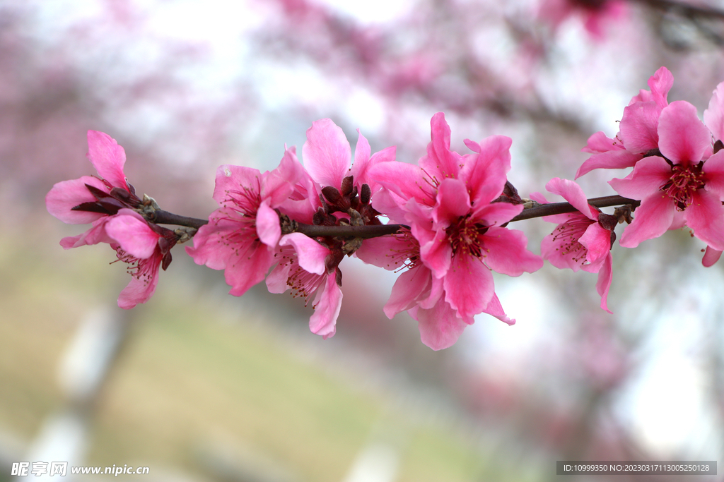 桃花