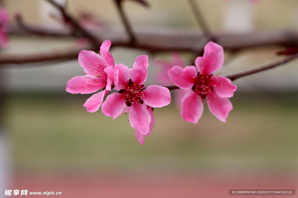 桃花