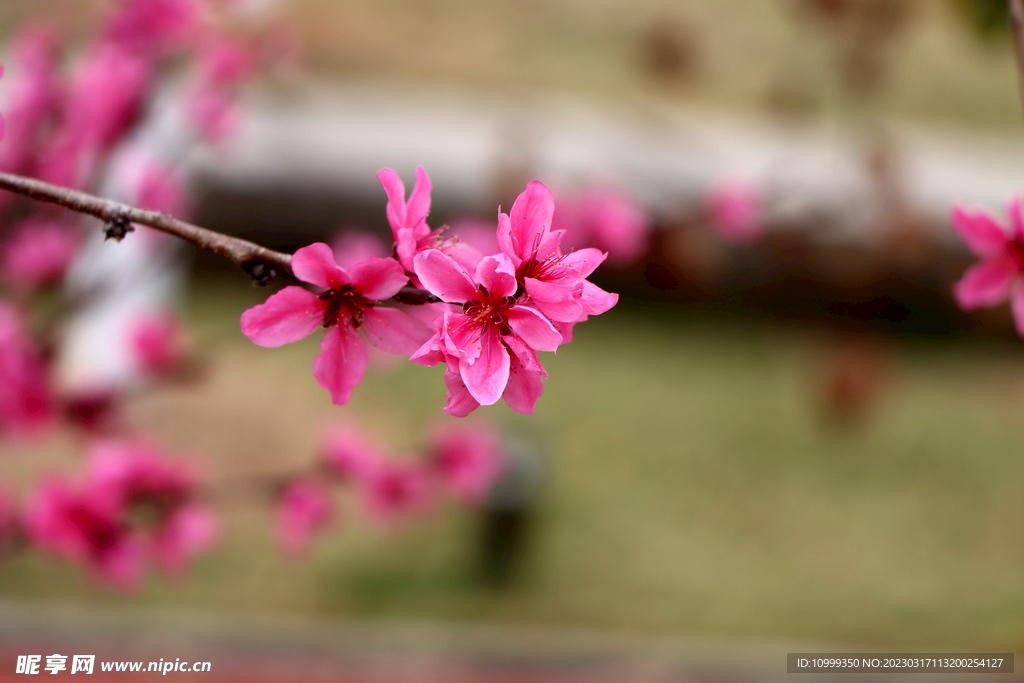 桃花