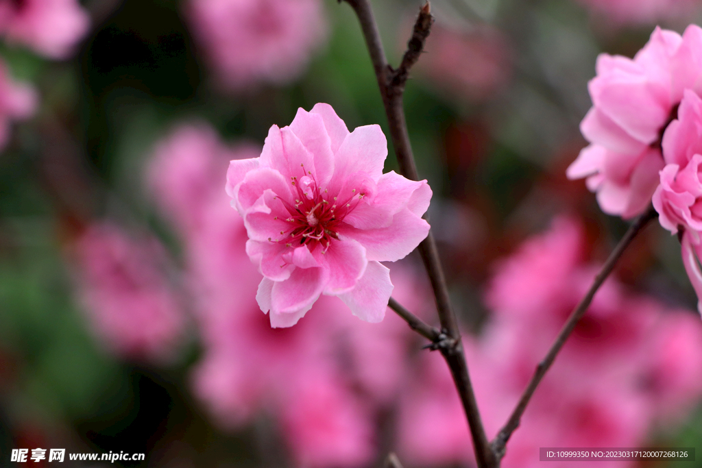 桃花