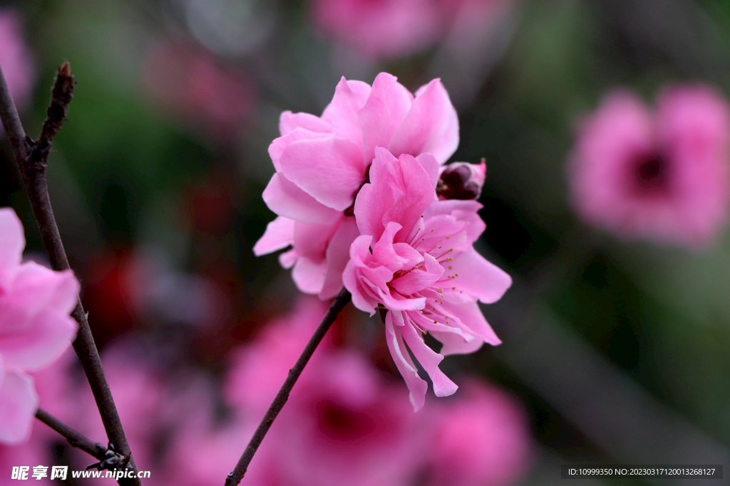 桃花