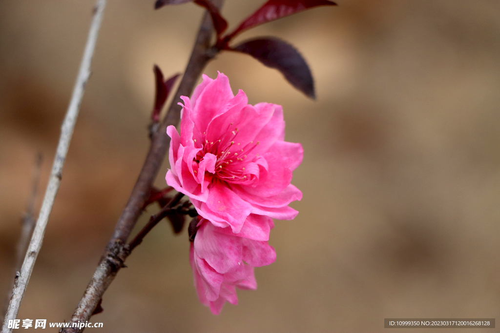 桃花