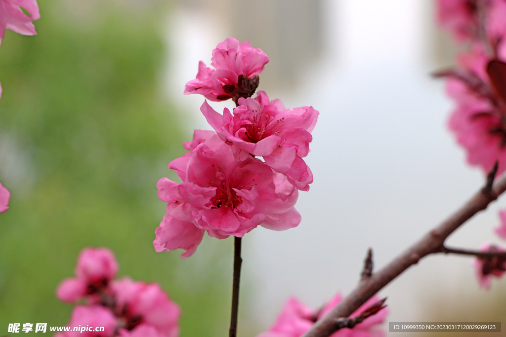 桃花