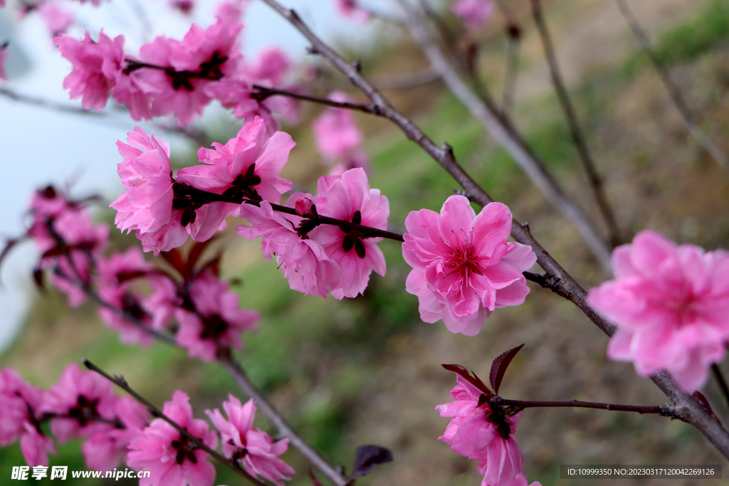 桃花