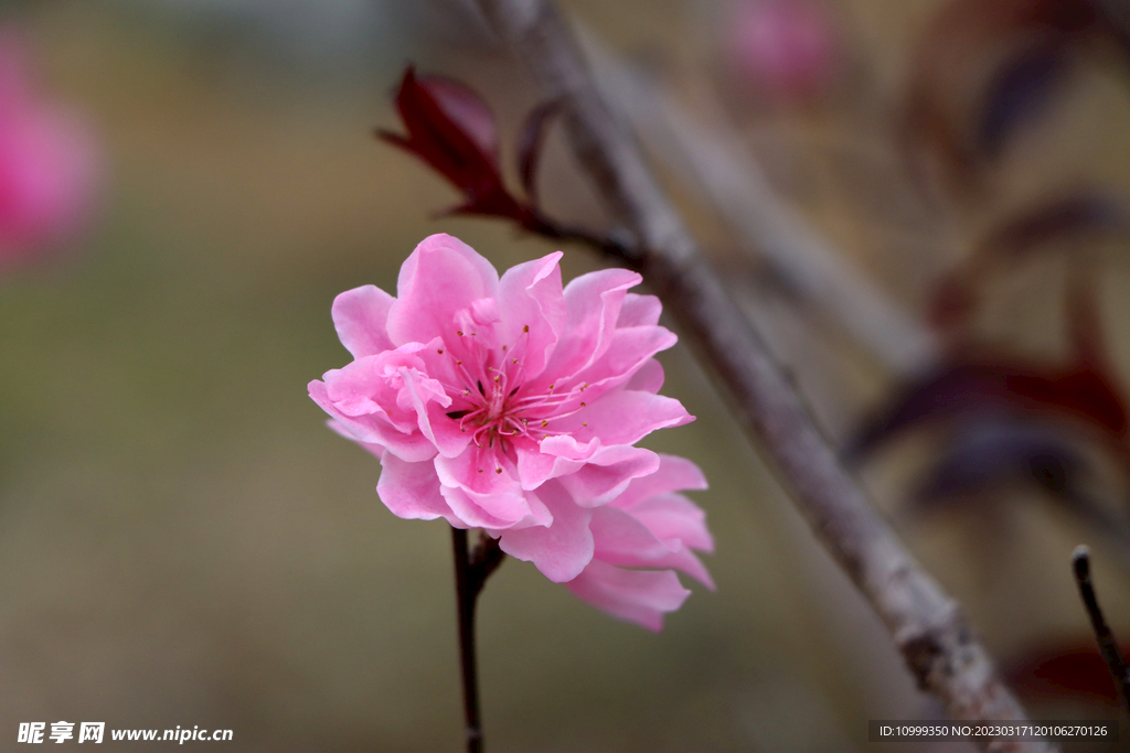 桃花