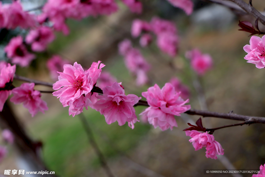 桃花