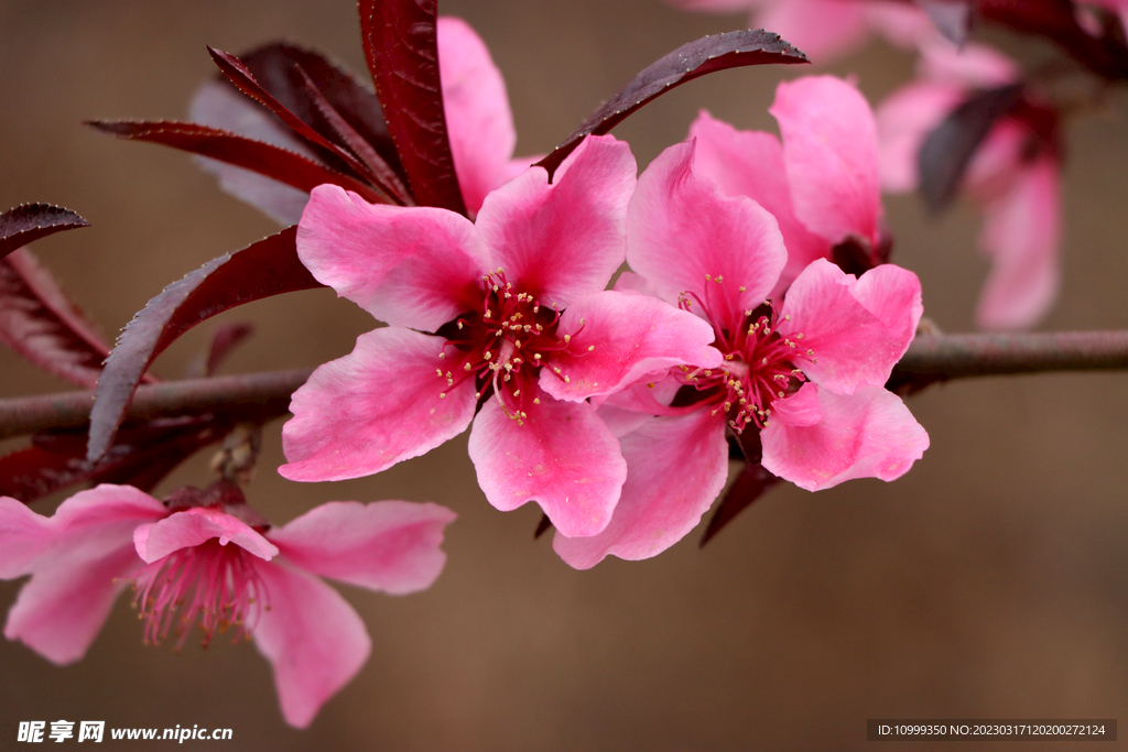 桃花